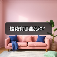 桂花有哪些品种?(图4) 桂花有哪些品种?(图4)