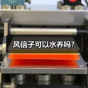 风信子可以水养吗？（图2）