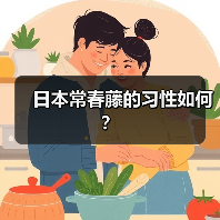 日本常春藤的习性如何？（图1）