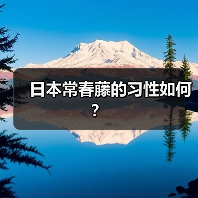 日本常春藤的习性如何？（图2）
