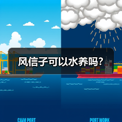 风信子可以水养吗？（图3）