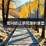 如何防止茶花落叶落蕾（图4）