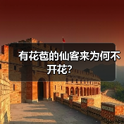 有花苞的仙客来为何不开花？（图3）