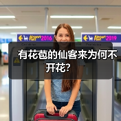 有花苞的仙客来为何不开花？（图4）