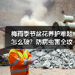 梅雨季节盆花养护难题怎么破?防病虫害全攻略(图1) 梅雨季节盆花养护难题怎么破?防病虫害全攻略(图1)