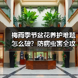 梅雨季节盆花养护难题怎么破?防病虫害全攻略(图4) 梅雨季节盆花养护难题怎么破?防病虫害全攻略(图4)