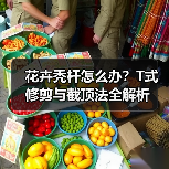 花卉秃杆怎么办?T式修剪与截顶法全解析(图3) 花卉秃杆怎么办?T式修剪与截顶法全解析(图3)