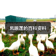 凤眼莲的百科资料(图3) 凤眼莲的百科资料(图3)