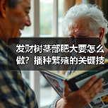 发财树茎部肥大要怎么做?播种繁殖的关键技巧(图1) 发财树茎部肥大要怎么做?播种繁殖的关键技巧(图1)