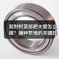 发财树茎部肥大要怎么做?播种繁殖的关键技巧(图3) 发财树茎部肥大要怎么做?播种繁殖的关键技巧(图3)