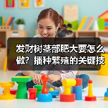发财树茎部肥大要怎么做?播种繁殖的关键技巧(图4) 发财树茎部肥大要怎么做?播种繁殖的关键技巧(图4)