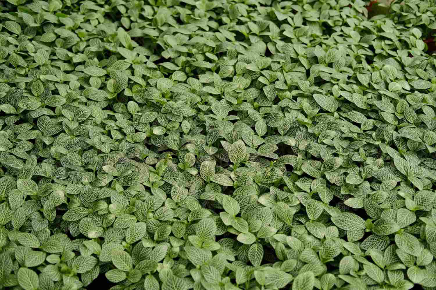 网住你的心——网纹草