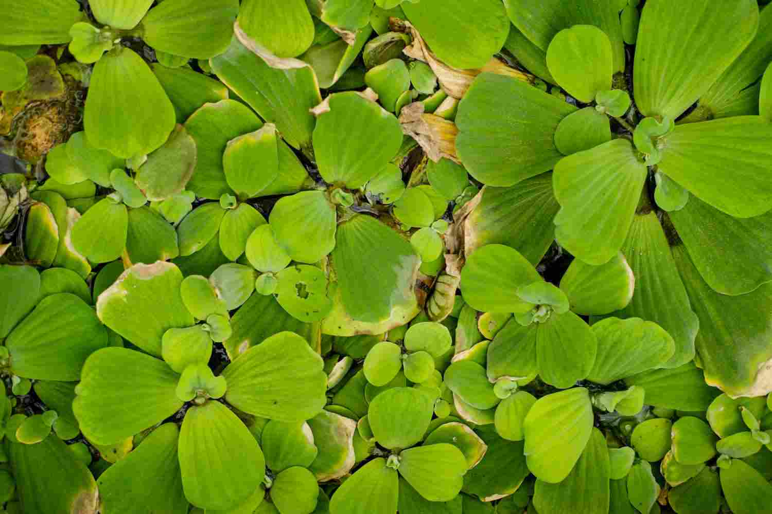 大薸——奇葩的名字