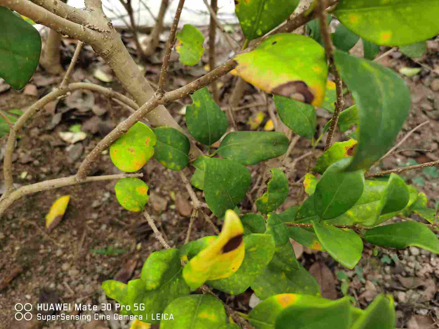 女贞之木，一名冬青——女贞盆景