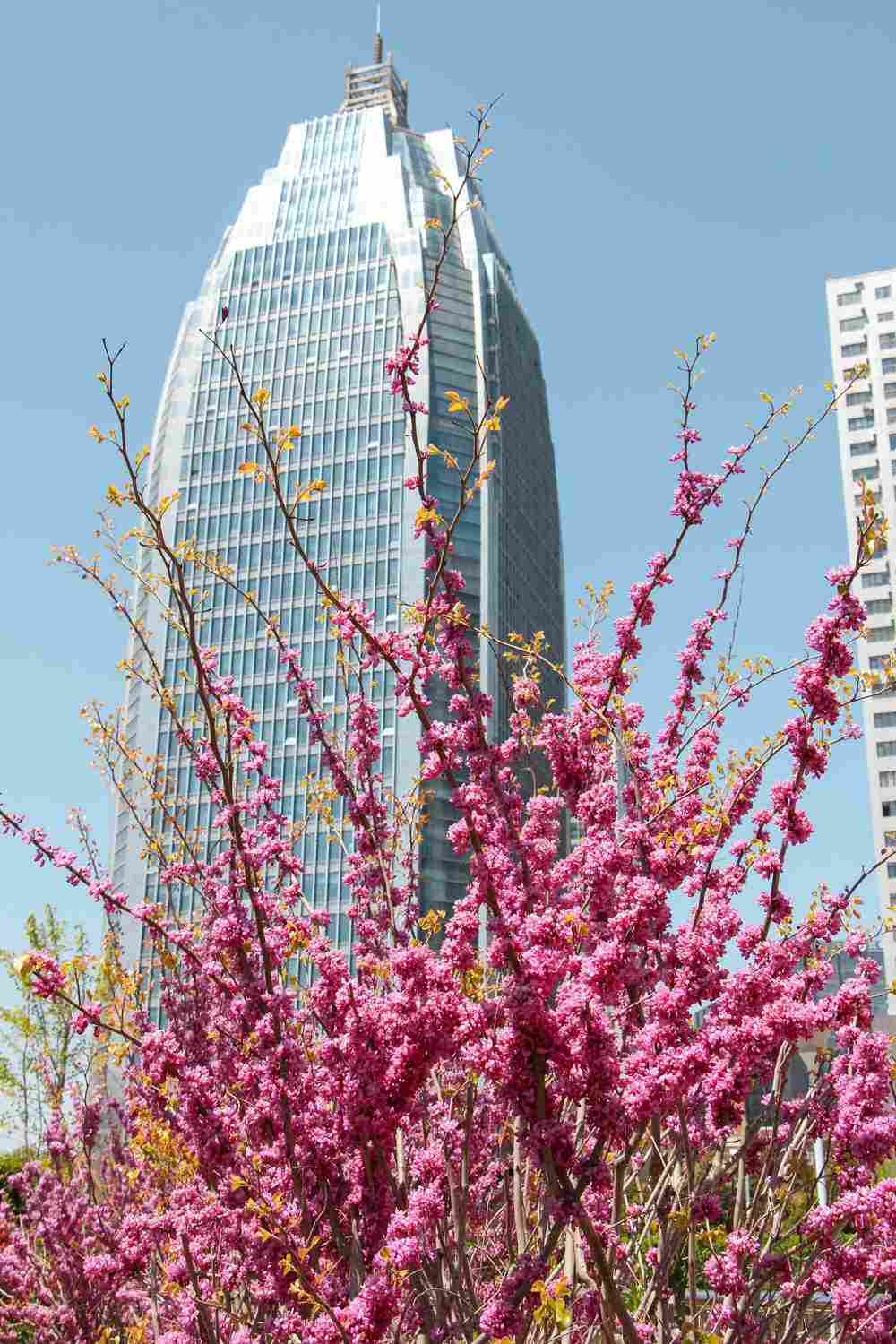 三荆欢同株，四鸟悲异林——紫荆盆景