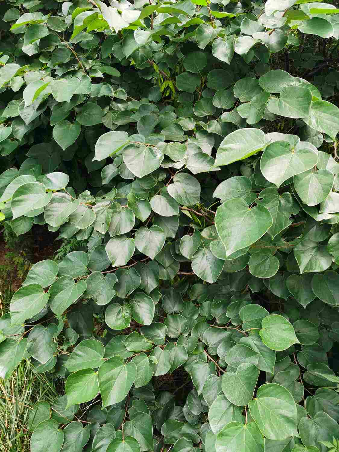 紫荆盆景的图片