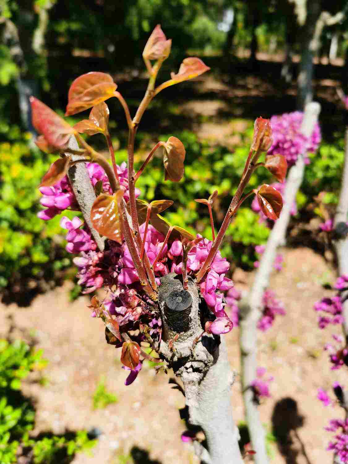 紫荆盆景的美图