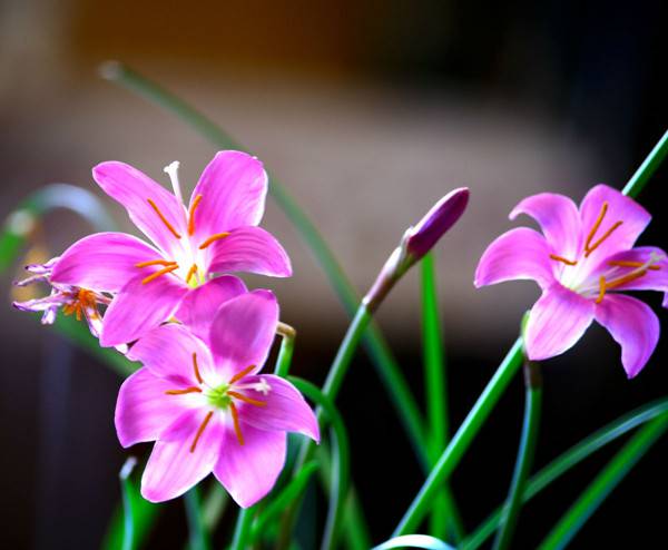 粉红佳人韭菜莲