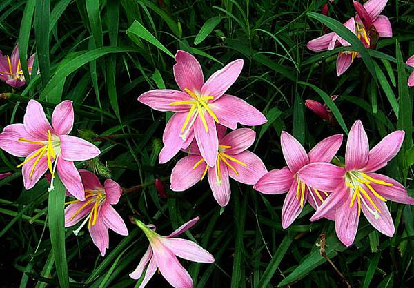 粉红佳人韭菜莲