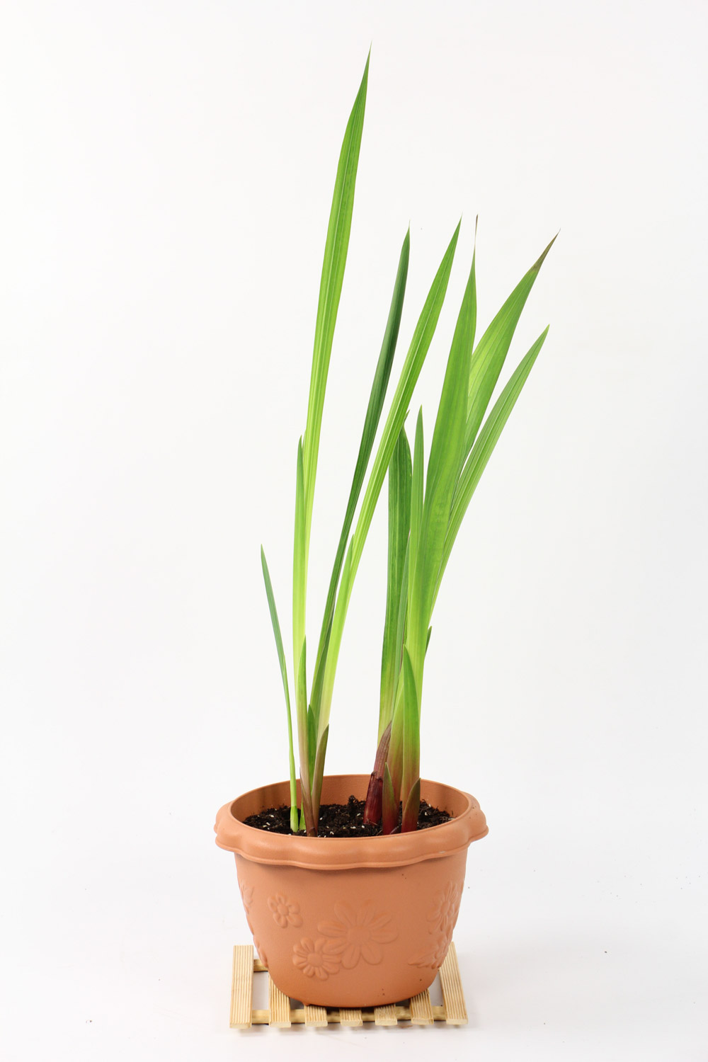 唐菖蒲的药用价值