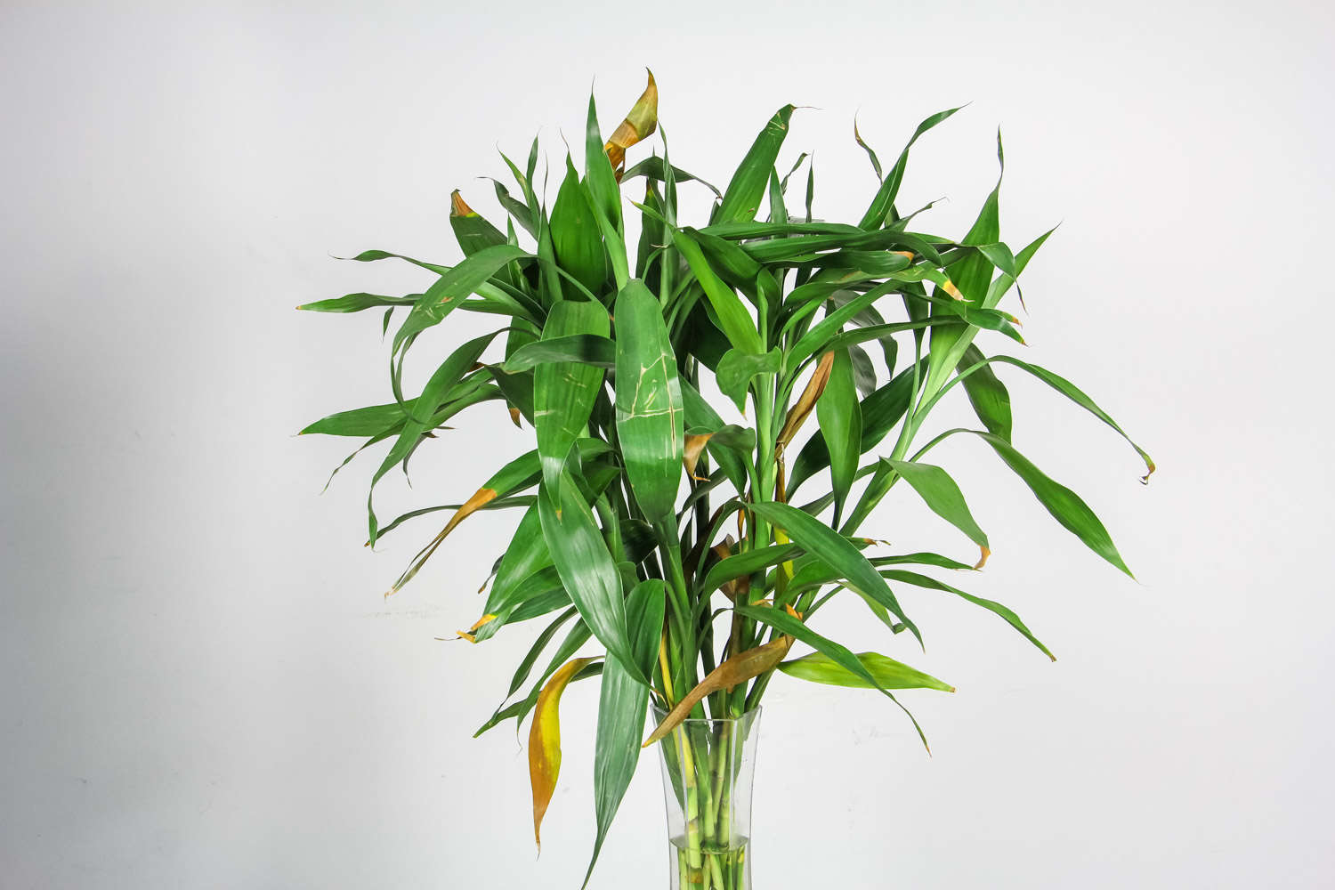 富贵竹盆景图片