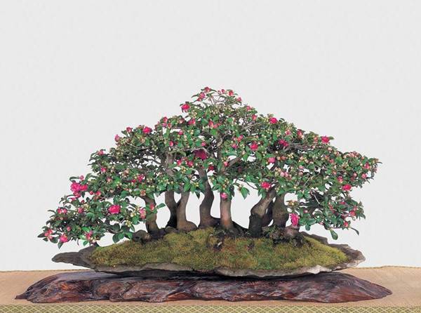 花却是，与梅浑——茶梅盆景