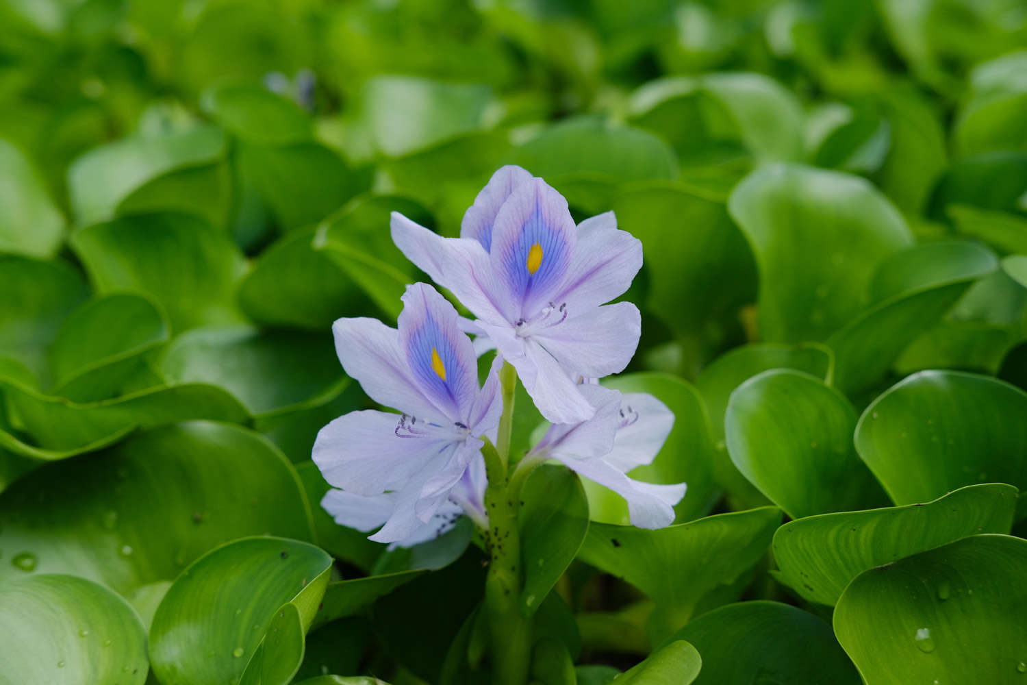 凤眼莲——花中凰者