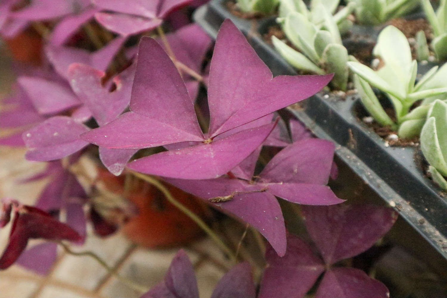 神奇的紫叶酢浆草