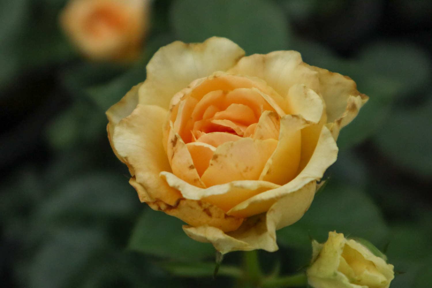 月季盆景的图片