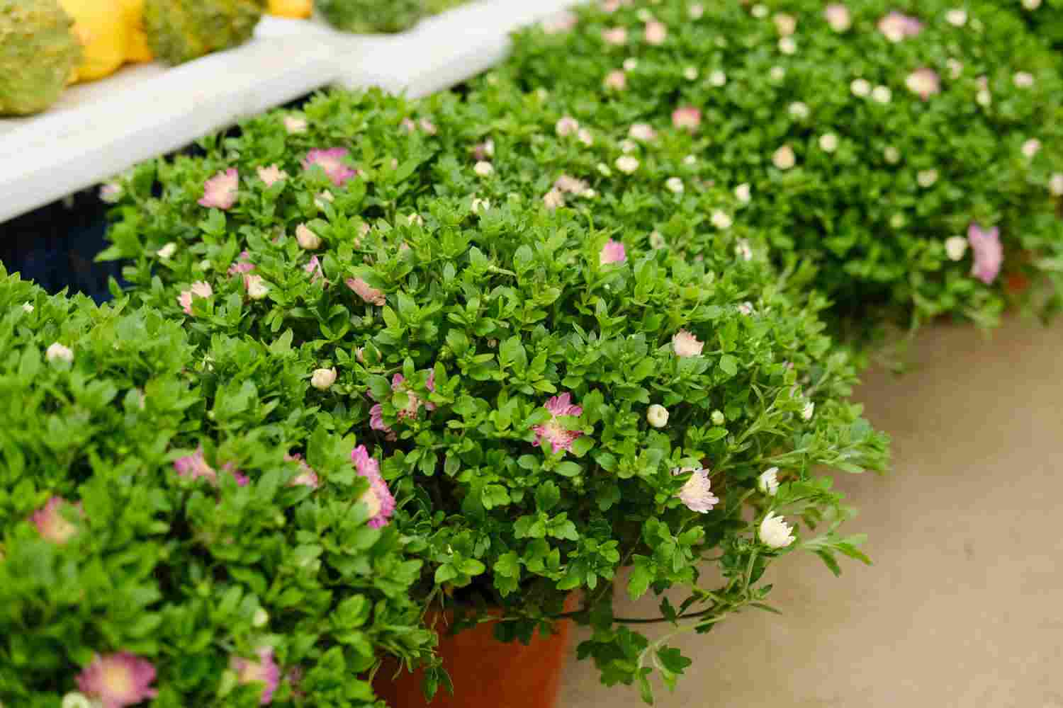 夏菊名流千秋的大花