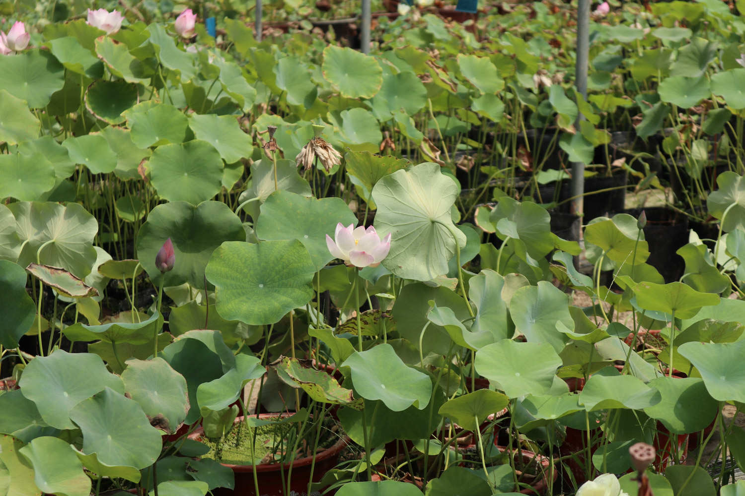 粉色荷花——娇羞女子