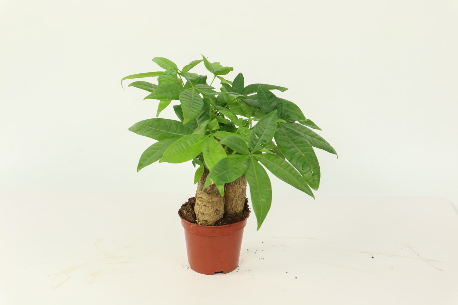 发财树盆景的美图