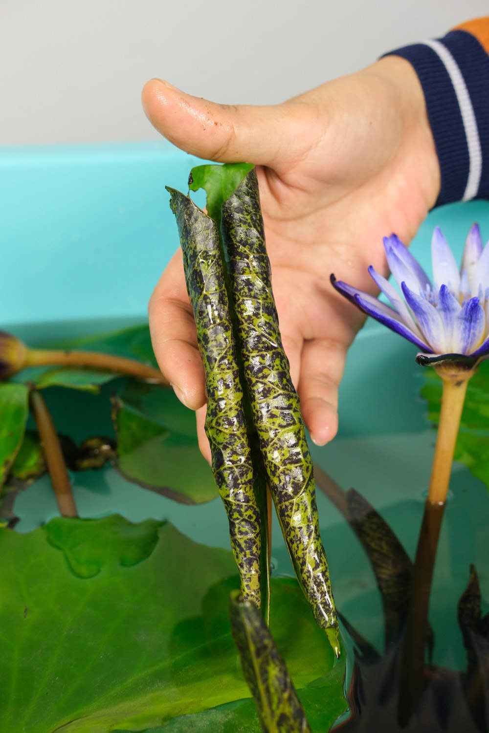 红色睡莲——艳色无边