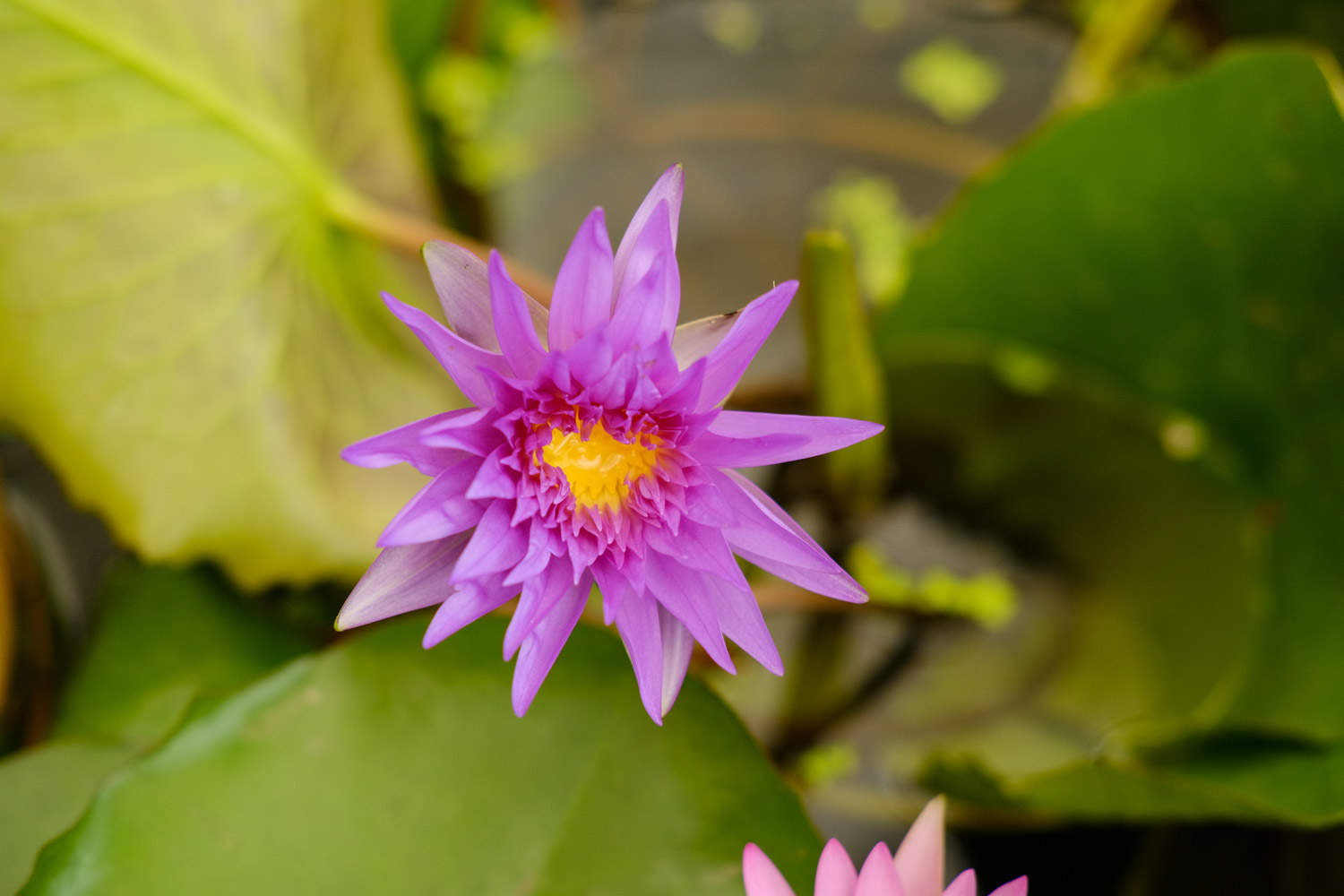 红色睡莲——艳色无边