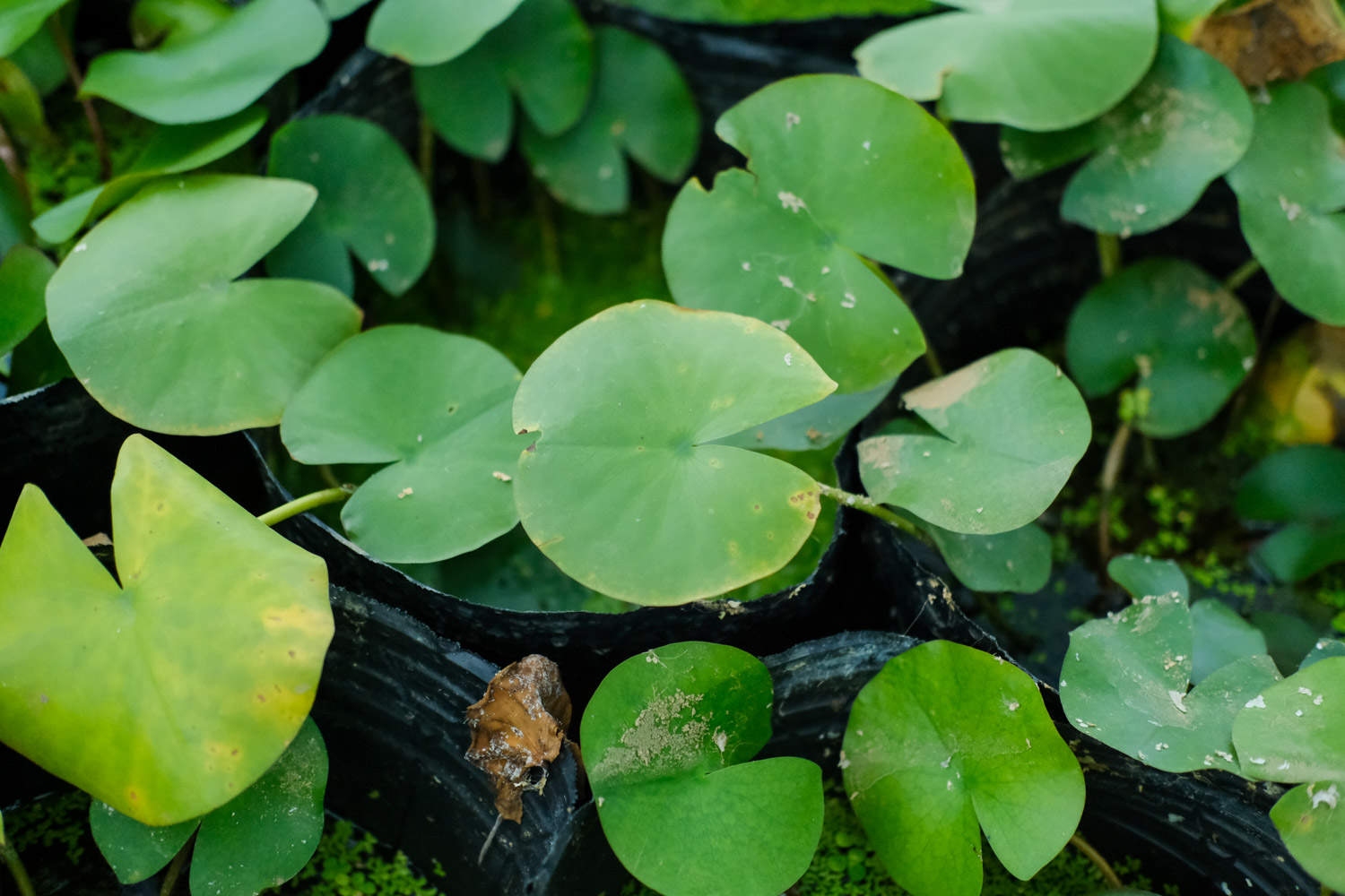 红色睡莲——艳色无边