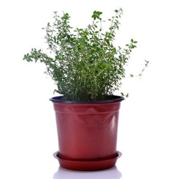 百里香盆景图片