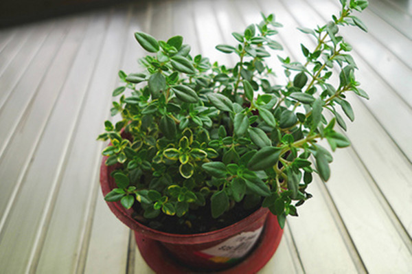 百里香盆景的图片