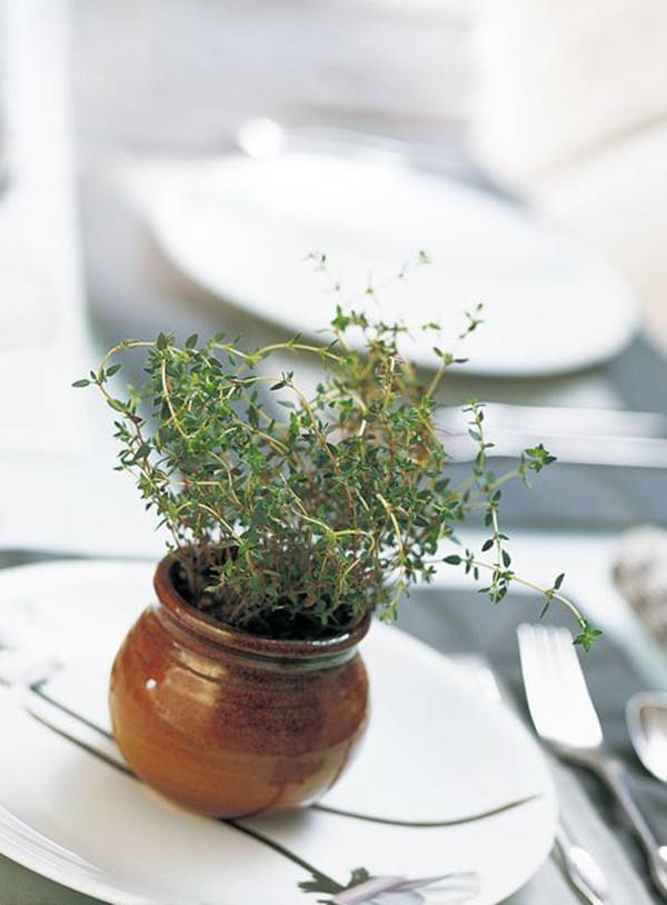 百里香盆景的美图