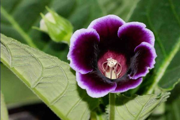 盛开着的紫色大岩桐