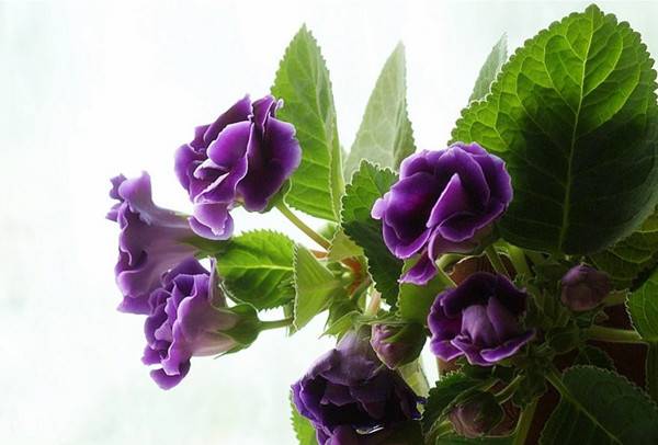 秋天的紫色大岩桐