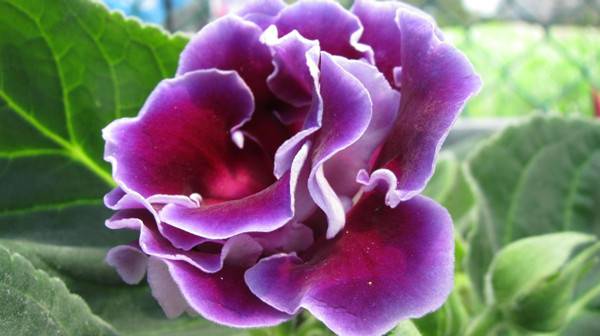 阳光下的紫色大岩桐