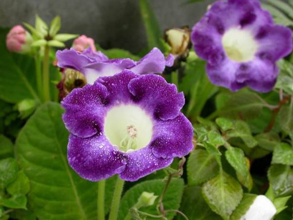 紫色大岩桐美图