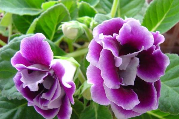 盛开着的紫色大岩桐