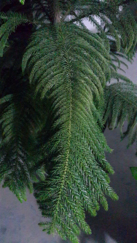 “杉杉”来迟——南洋杉盆景