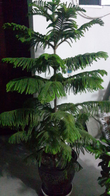 南洋杉盆景图片