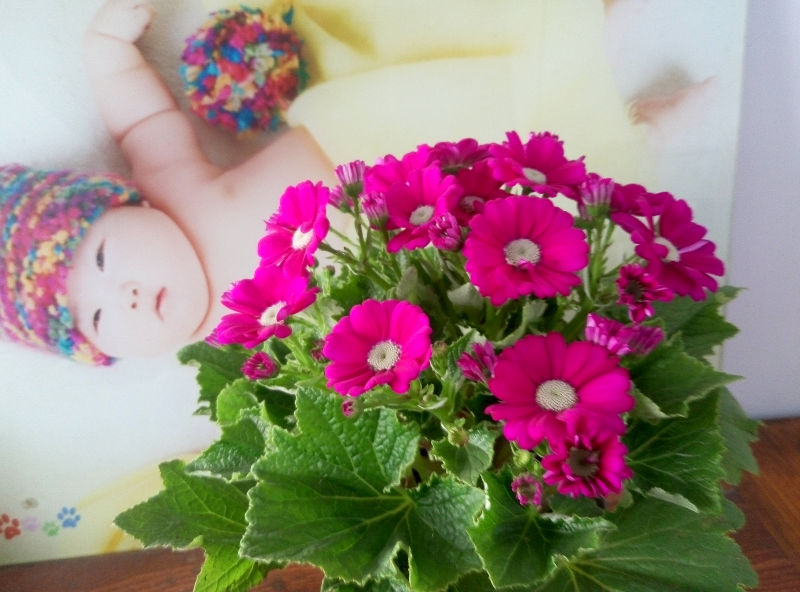 遗世而独立的爪叶菊