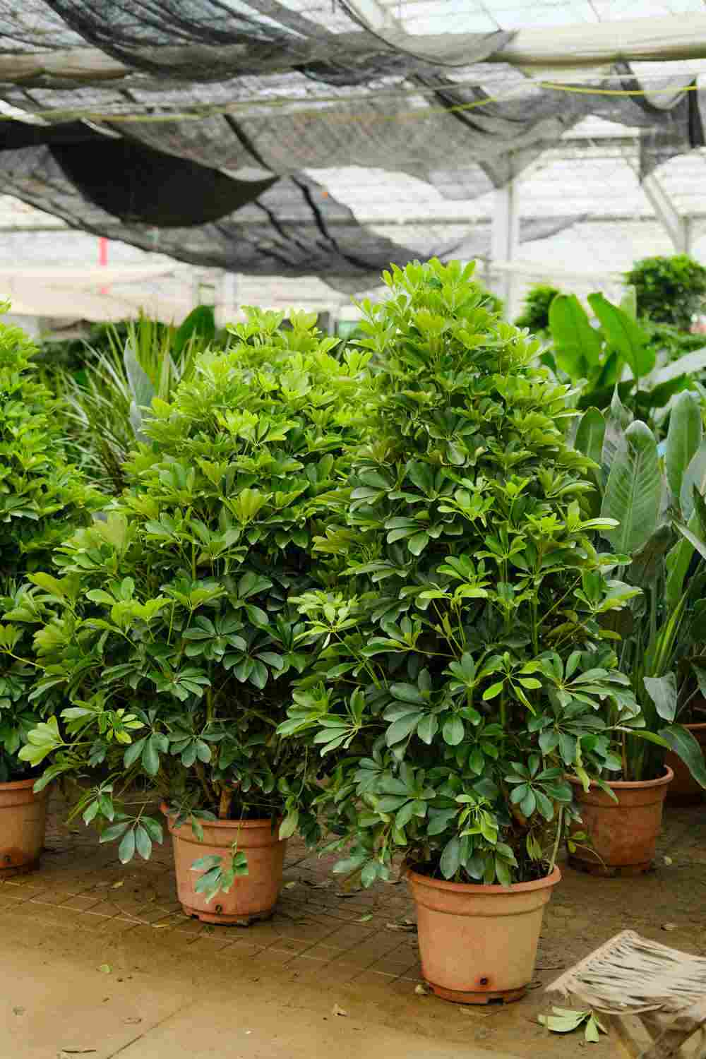 竹签上的鸭脚木