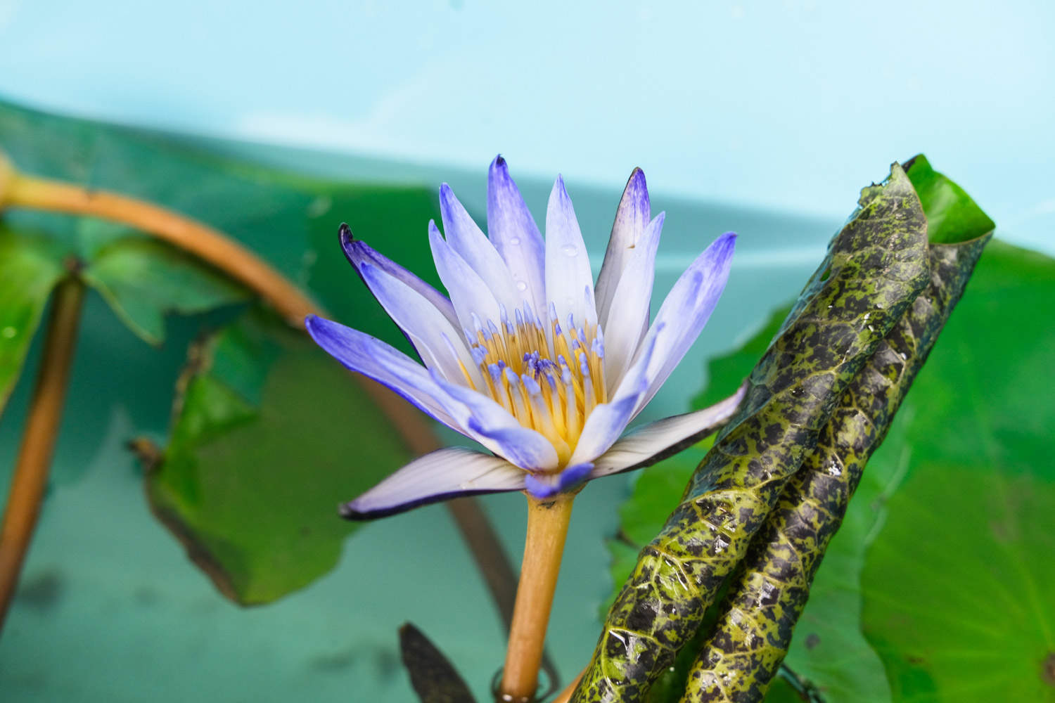 黄色温暖的睡莲