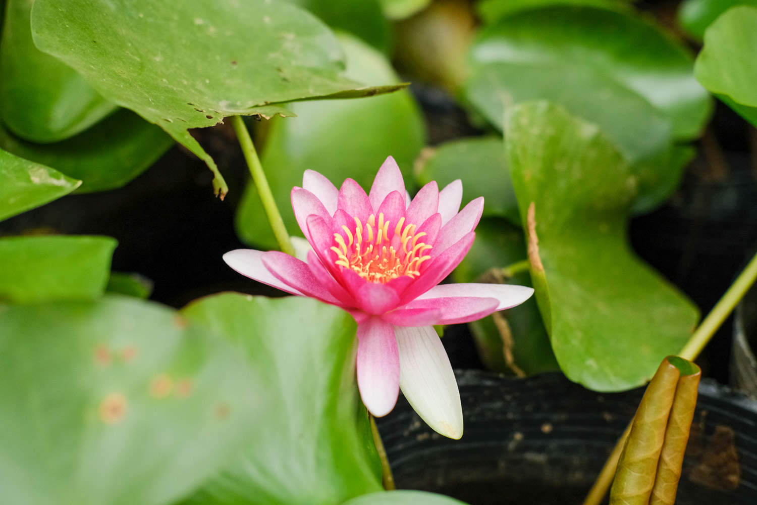 黄色温暖的睡莲