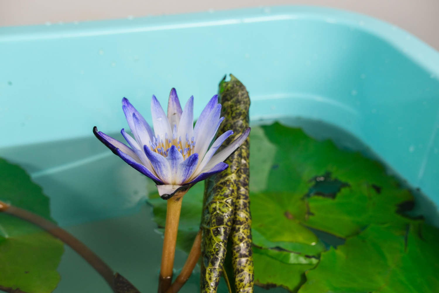 黄色温暖的睡莲